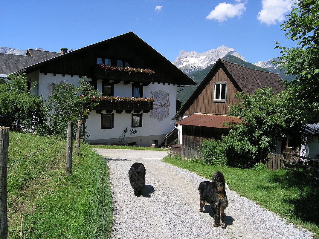 Österreich Urlaub mit Hund Urlaub mit Hunden Ferien mit Hund